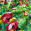 Thumbnail: Designers Guild Ghirlanda Fabric Remnant