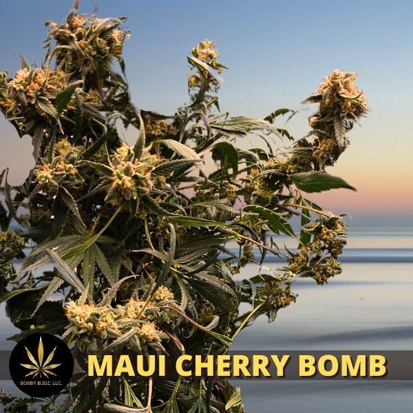 Maui Cherry Bomb aka. 1979 Cherry Bomb Maui­Wowie