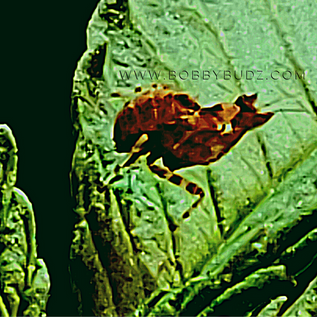 Ghost Mantis Closeup.png
