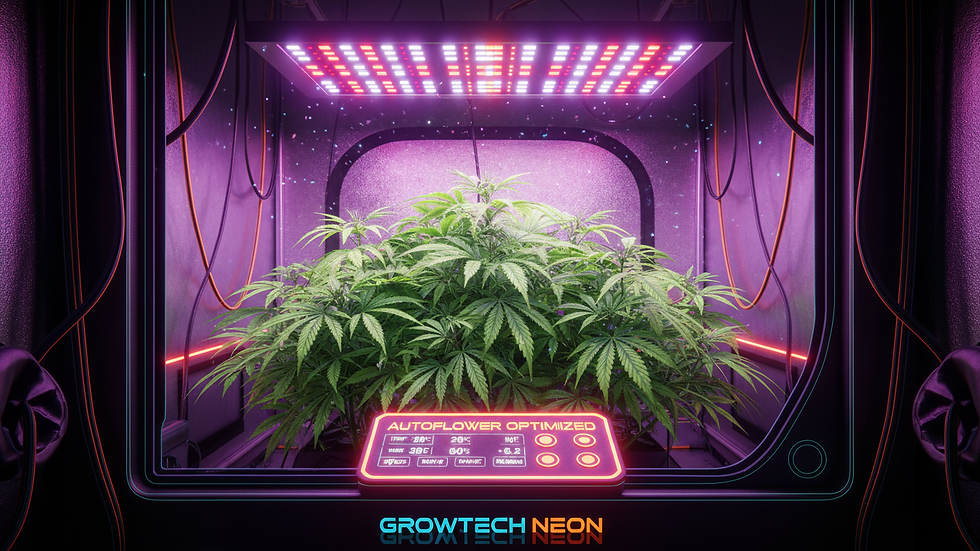 Eye-level view of an indoor grow tent with LED lights and healthy autoflower cannabis plants