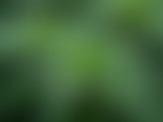 Selecting Cannabis Nutrients: A Grower's Guide to Feeding Your Green Babies