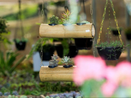 Viveiro Comunitário do Jardim Piatã tem feira de flores com preços a partir de R$ 3