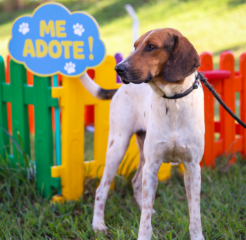 ‘Cãoversário’: no mês do aniversário de Maringá, Prefeitura promove feirinha temática de adoção de cães no domingo, 24
