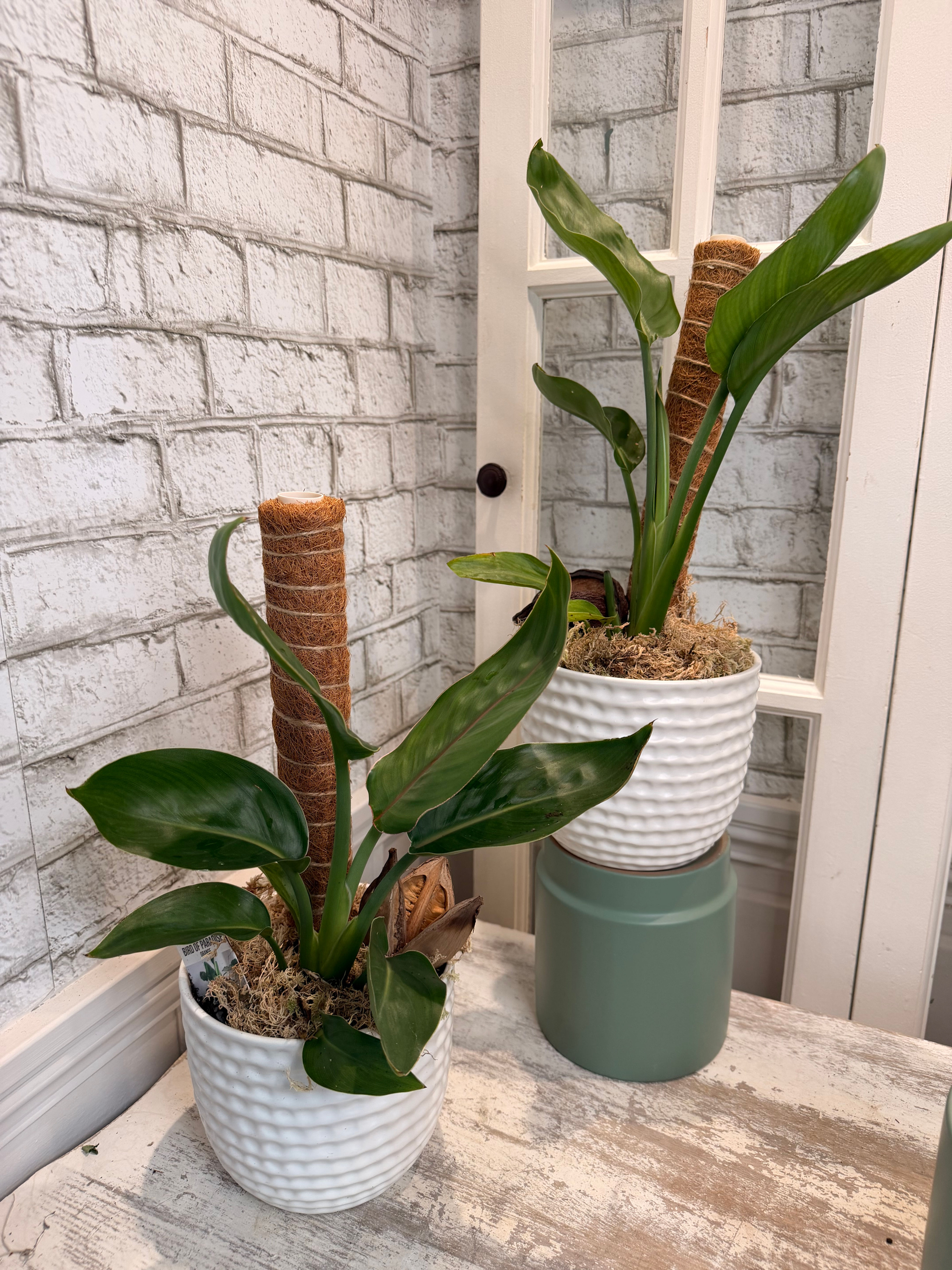 Le Strelitzia (Oiseau de Paradis).