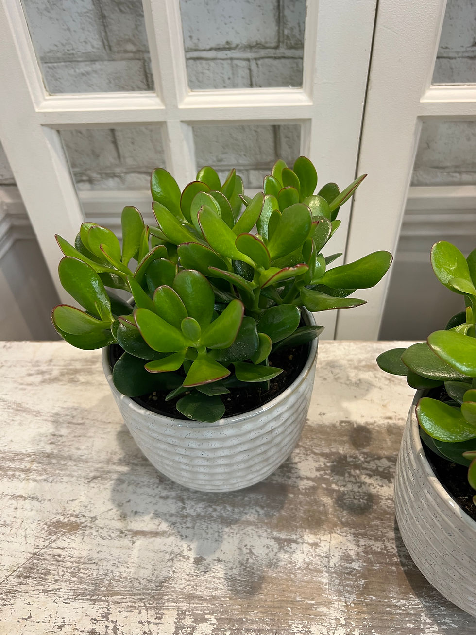 Miniature : Crassula Ovata.