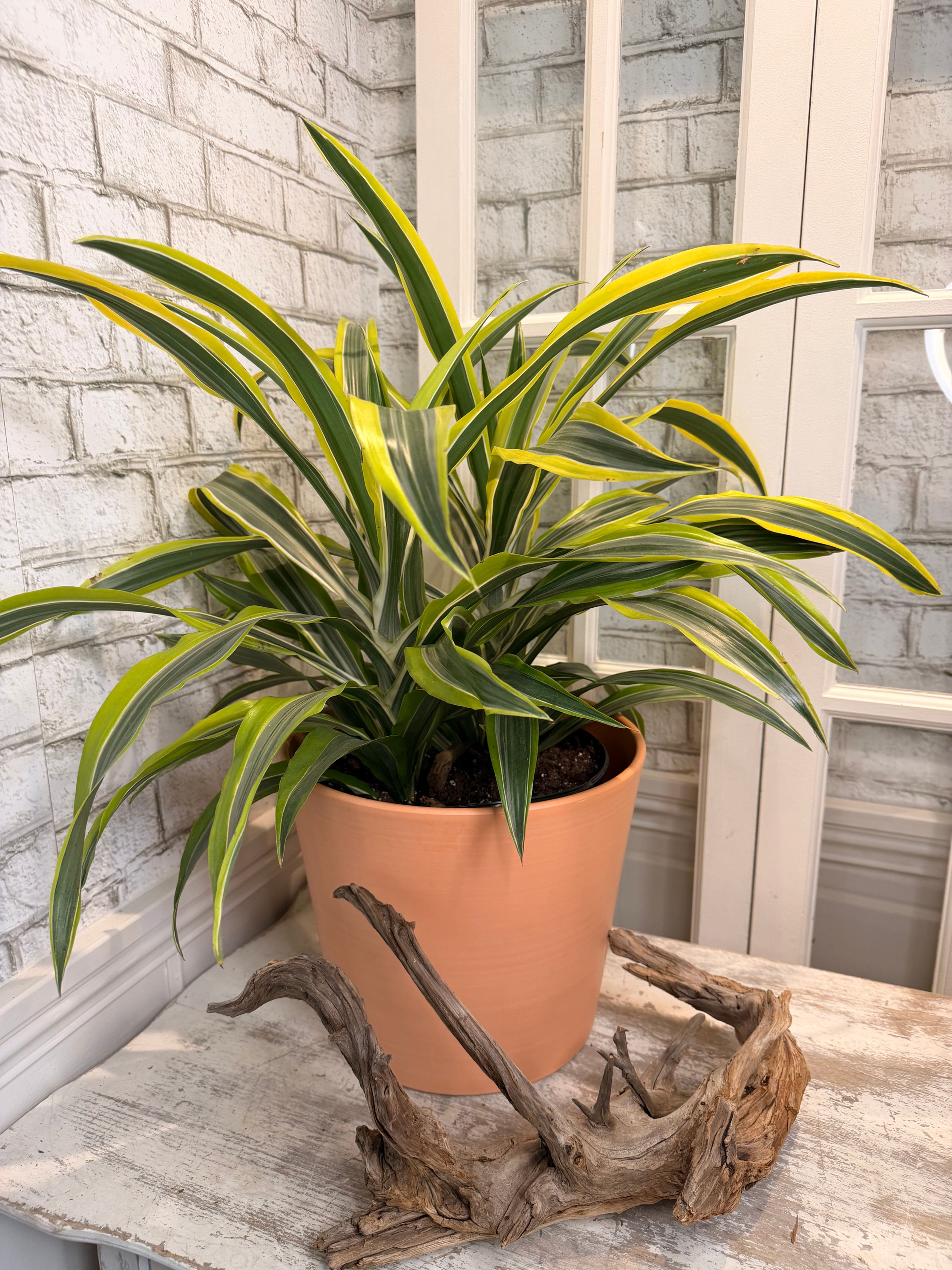 Dracaena ''Lemon lime''.
