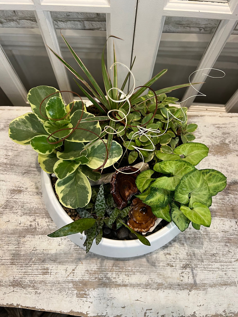 Miniature : Jardin de plantes vertes .