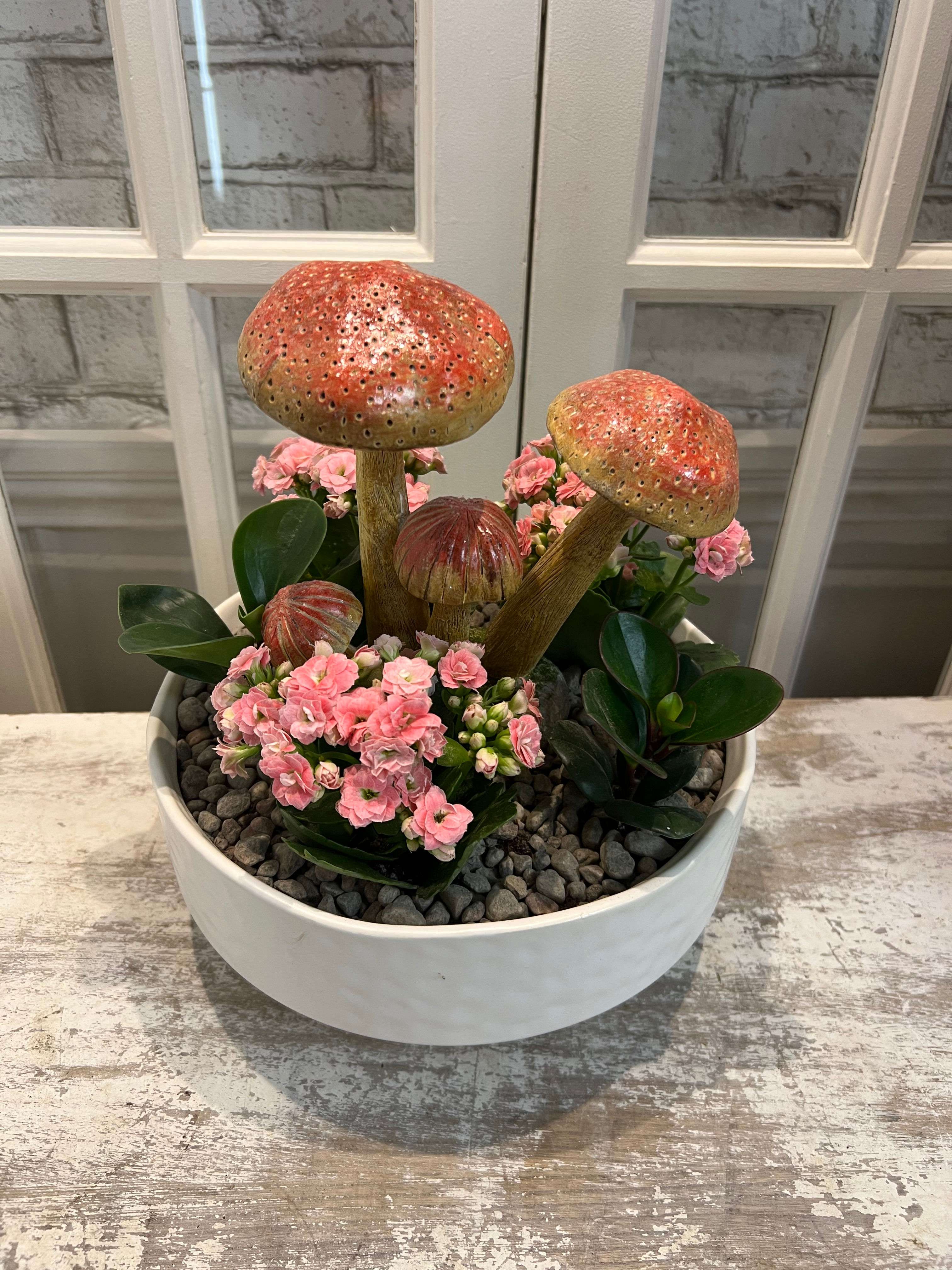 Jardin de plantes kalanchoe et pépéromia.