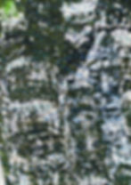 Thumbnail: Tide-Risen Belly Of A Mangrove God Wall Hanging