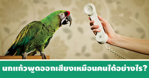 นกแก้วพูดออกเสียงเหมือนคนได้อย่างไร?