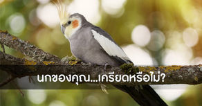 Stress Bars สิ่งที่บอกว่านกเครียด