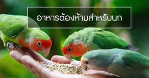 อาหารต้องห้ามสำหรับนกแก้ว