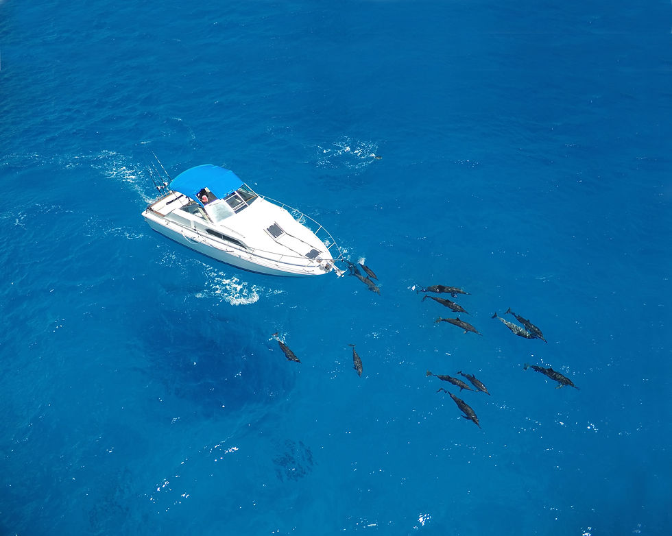 OUI 3 DOLPHINS HOME