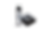 dityspray.png