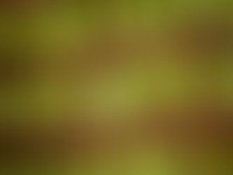 Sinh vật tuyệt đẹp hồi sinh rừng mưa