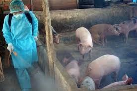 GIÁO TRÌNH MÔ ĐUN 03: PHÒNG TRỊ BỆNH LÂY Ở LỢN - BÀI 7+8+9+10+11+12+13 HẾT