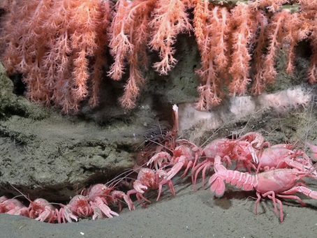 Những Sinh Vật “Ngoài Hành Tinh” Dưới Đáy Đại Dương: Tôm Hồng Pastel, Mực Trong Suốt...