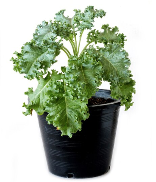 Hình thu nhỏ: Rau cải Kale 35 ngày tuổi (1 kg/ 2 túi) đặt trước 35 ngày