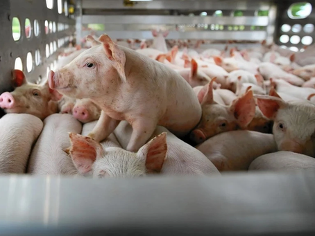 Đại gia nuôi heo thắng lớn, chi 2.700 tỷ vào bất động sản