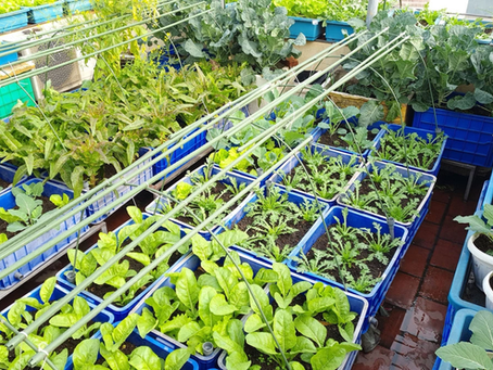 Những hình ảnh vườn rau sân thượng thích mắt tháng 6 2025 tại Việt Nam