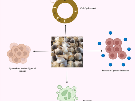 Nấm rơm ( Volvariella volvacea ): Một loại nấm có đặc tính dược liệu và dinh dưỡng đặc biệt.