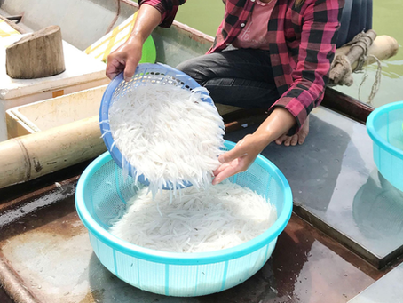 ‘Lộc trời’ chỉ có ở sông Đà: Được ví như ‘ngọc trong nước’, cả năm chỉ xuất hiện 1 đến 2 tháng