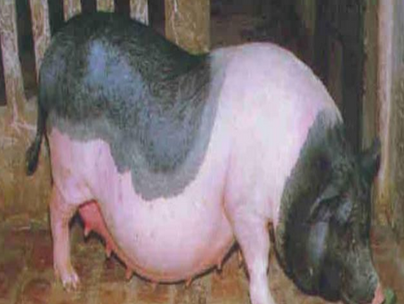 GIÁO TRÌNH: KĨ THUẬT CHĂN NUÔI LỢN - BÀI 5