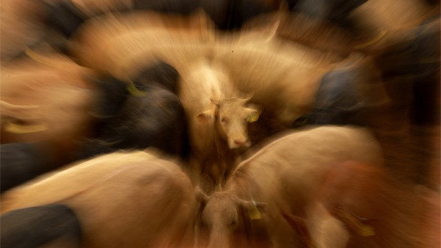 ree