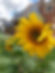 Sunflower in bloom in garden.jpg