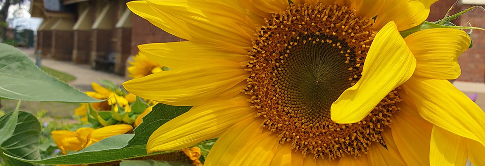 Sunflower in bloom in garden.jpg