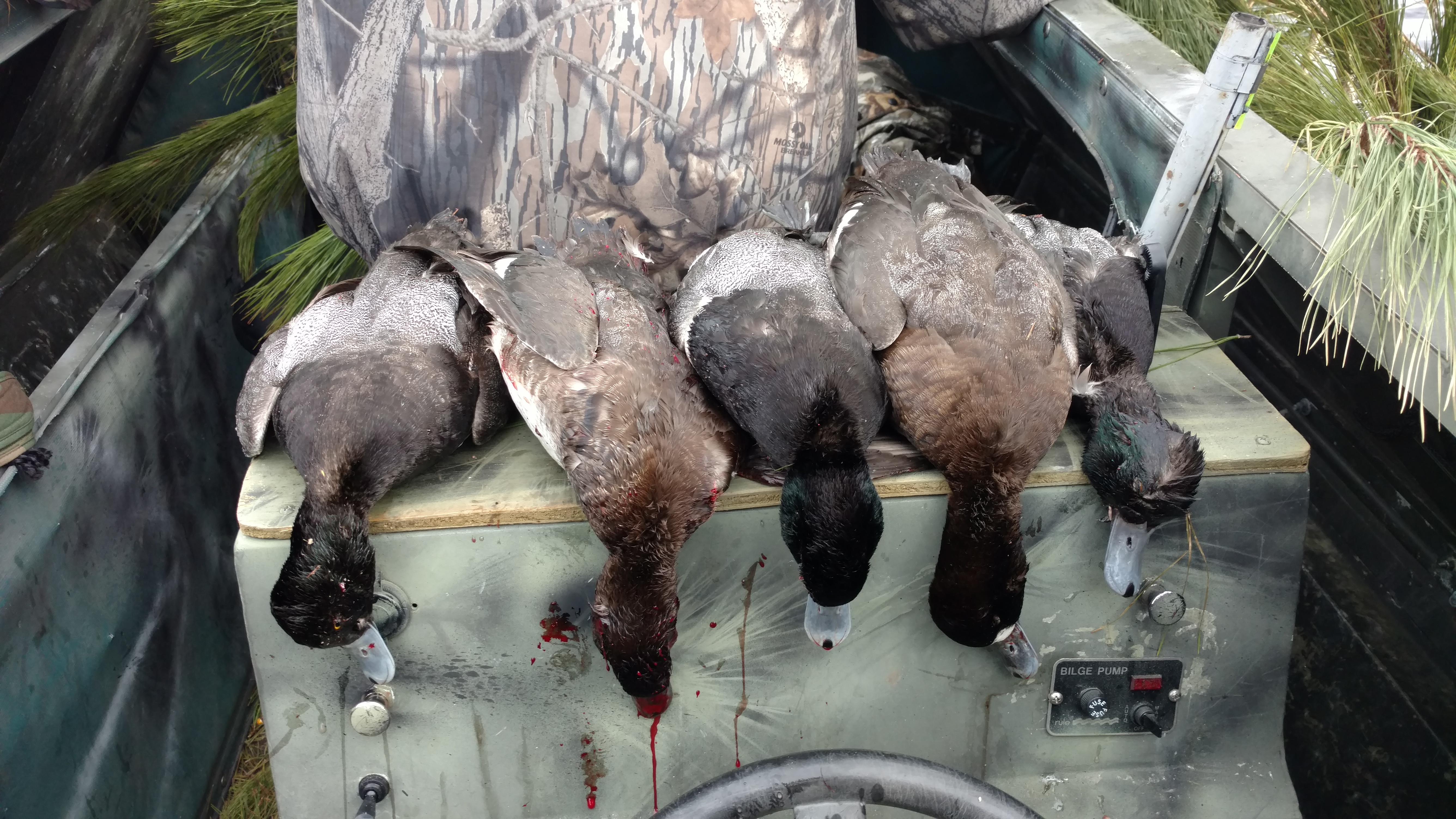 scaup
