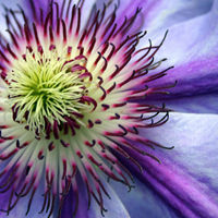 Clematis flower