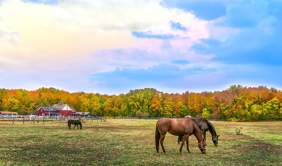 Farm_Horses.jpeg