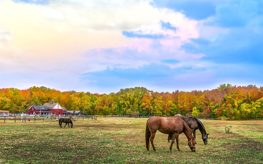 Farm_Horses.jpeg