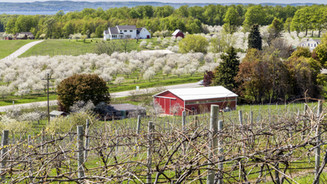 Cherry Farm