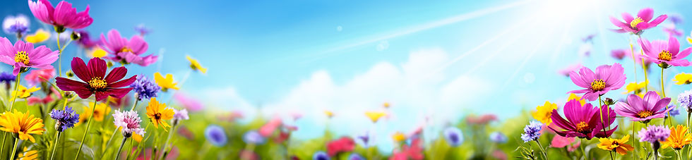 Michigan Insurance Quotes Northern Insurance Agency