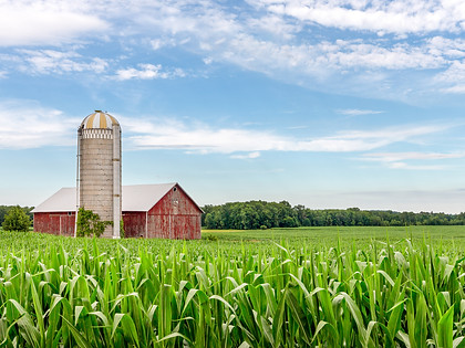 Red Barn and Silo in a Corn Field.jpeg