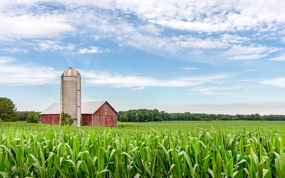 Red Barn and Silo in a Corn Field.jpeg