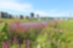 Dayton, Ohio_Riverscape Flowers.jpeg