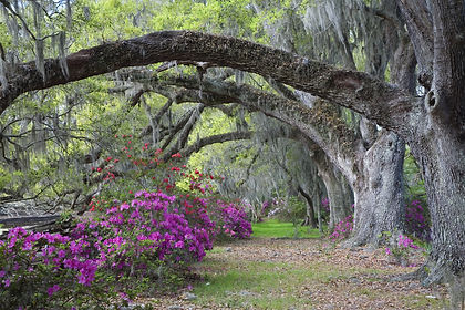 southcarolina_azaleas.jpeg