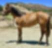 5 golden buckskin filly.jpg