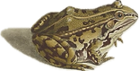 Grenouille