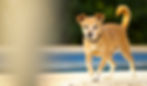 Pet photography