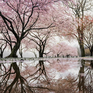 JAPON