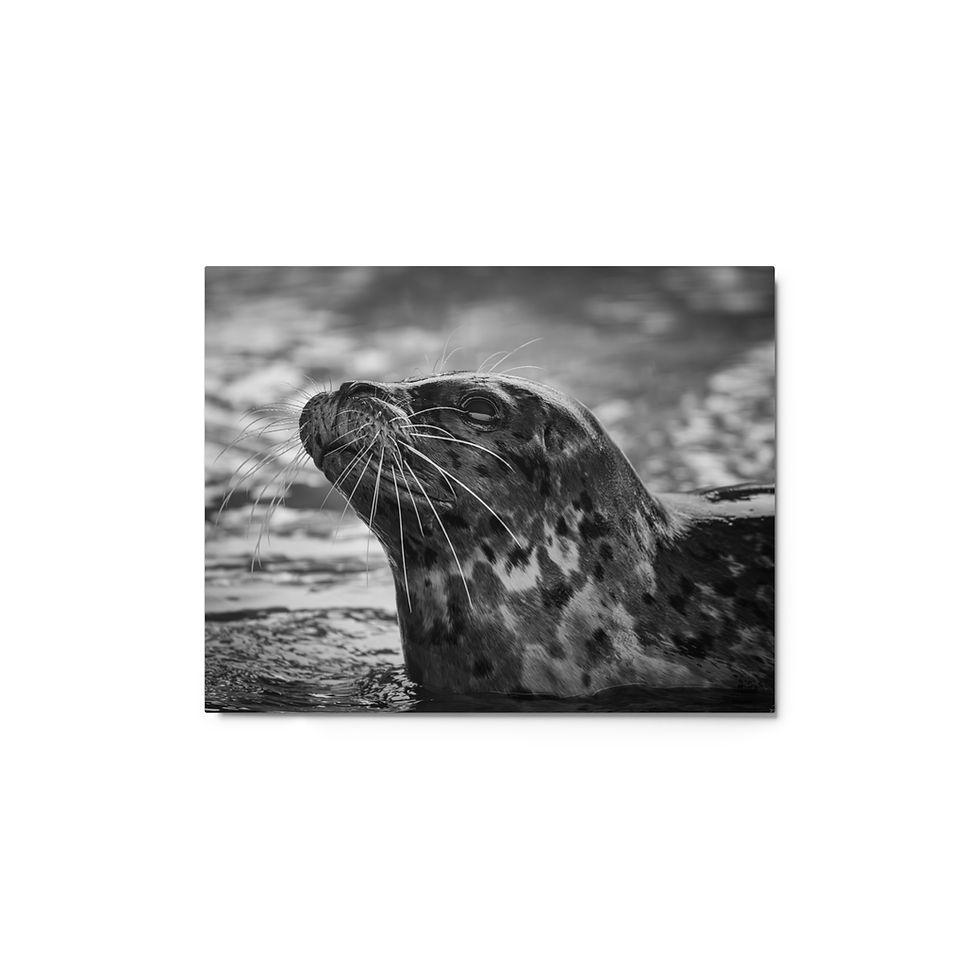 Thumbnail: Seal Team 6 (Metal print)