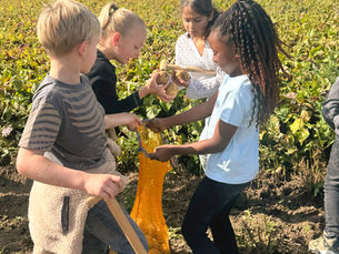 Elementary school students harvest potatoes in a field and collect them in a mesh bag.