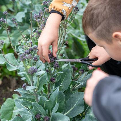 Een close-up foto van een kind met een schaar die paarse broccoli-bloemkoppen oogst op een boerderij. Een helpende hand van een volwassene is zichtbaar.