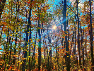 trees.jpeg