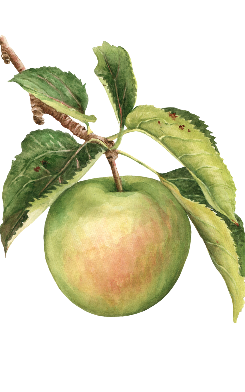 Green Apple Transparent.png