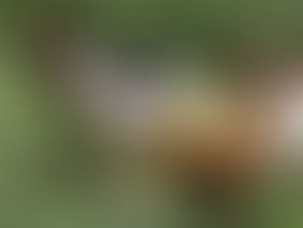 The Best Sources For Corn and Soy Free Chicken